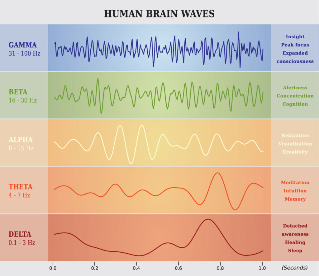 Human Brain Waves